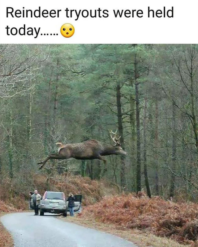 Photo showing a reindeer jumping high over a road with caption, "Reindeer tryouts were held today"