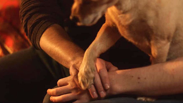 Ripley the wonder dog offers a helping paw