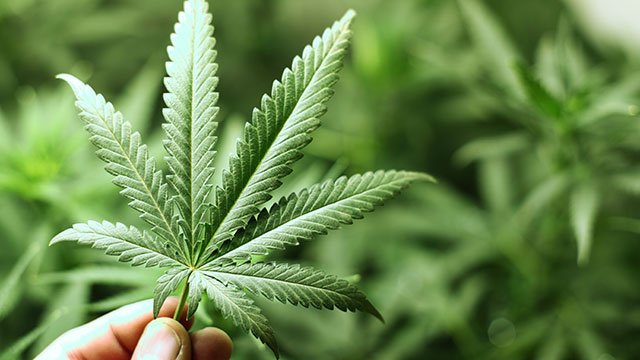 Cannabis plant