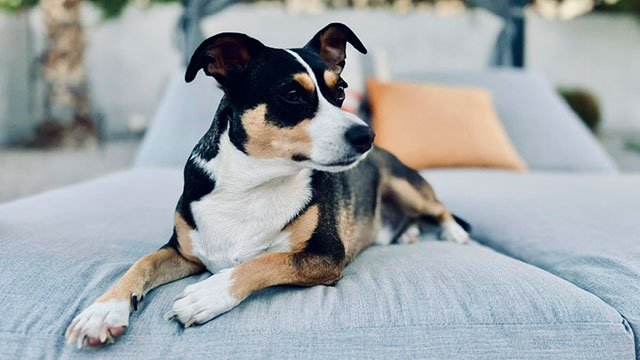 Brody the wonder dog