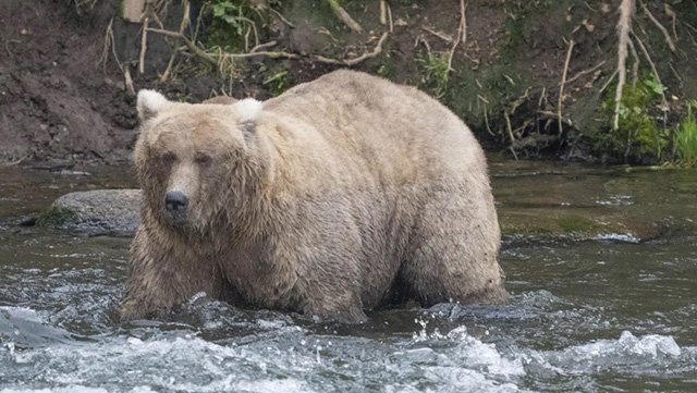 Grazer, the winner of the 2023 and 2024 Fat Bear contests, at Katmai National Park last year. Photo: F. Jimenez/National Park Service via AP