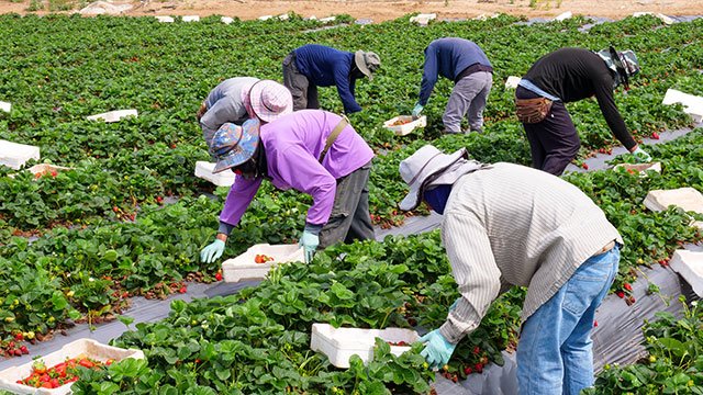 How will Trump's plans to deport undocumented migrant workers affect the economy and food prices?