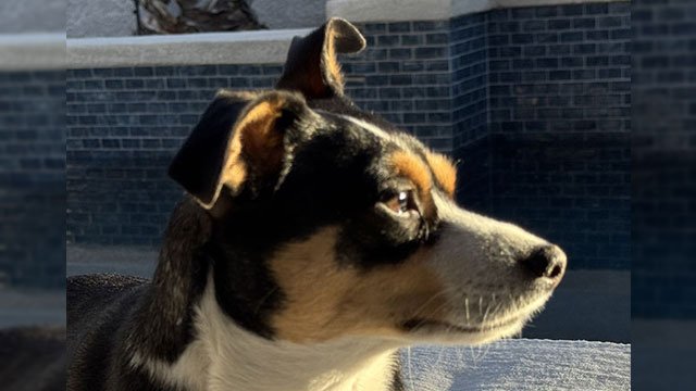 Brody the wonder dog