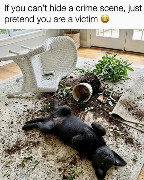 Some memes that caught my eye this month and made me laugh (or think).