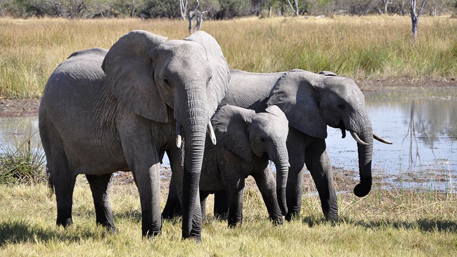 Elephants with calf (image via Pixabay)