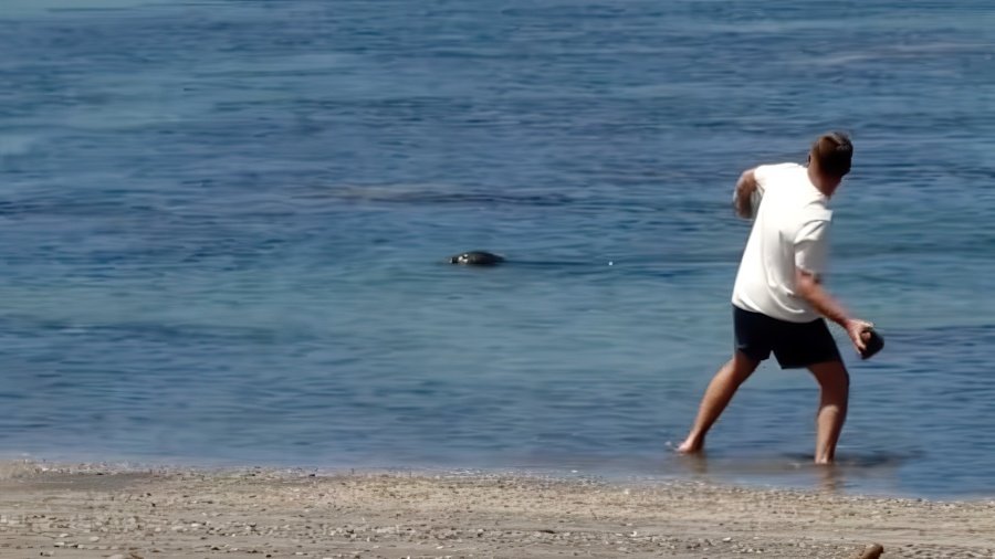 A man threw a big rock at an endangered monk seal in Hawaii (screen cap)