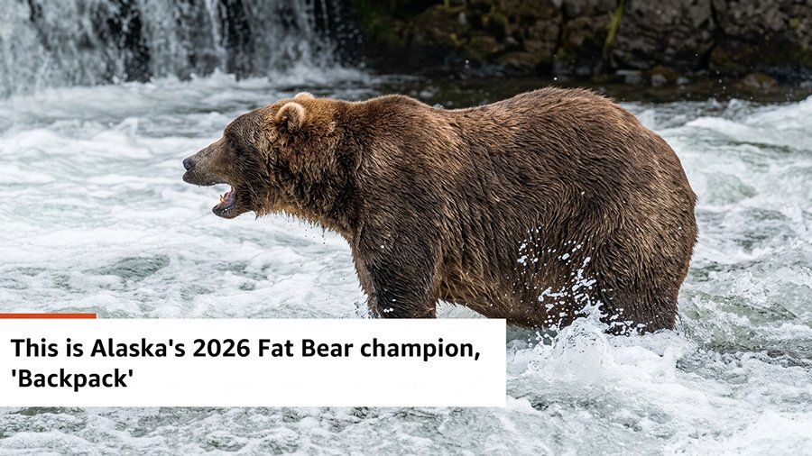 Backpack is the winner of Alaska's 2026 "Fat Bear Week" contest