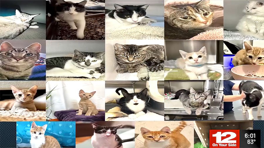 Rodney Travis Jr. sentenced to 15 years in prison for torturing nearly 20 cats in order to beg for donations